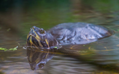 Close-up of fish swimming in lake