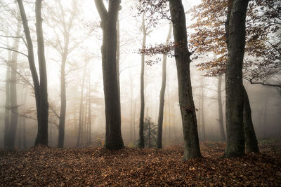 Trees in forest during foggy weather