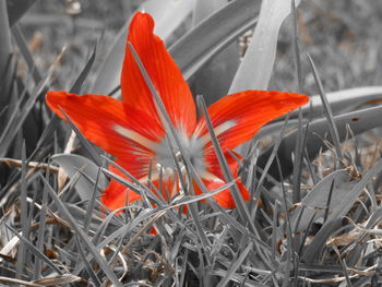 Close-up of orange crocus blooming outdoors