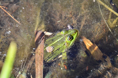Close-up of frog swimming in lake