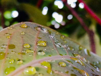 Close-up of raindrops on leaves