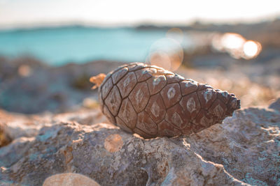 Close-up of pine cone on rock