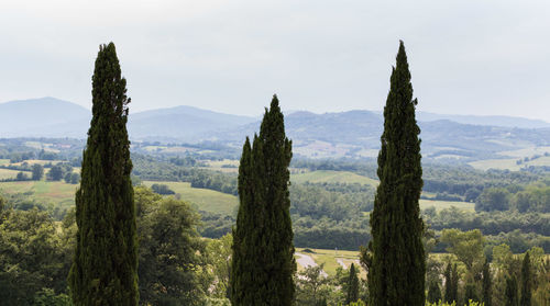 Panoramic shot of trees on landscape against sky