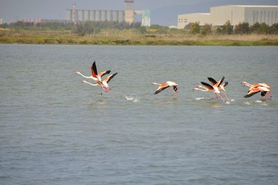 Birds flying over lake