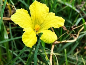 Close-up of yellow flowering plant