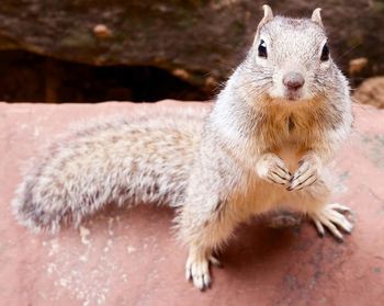 Portrait of squirrel on stone