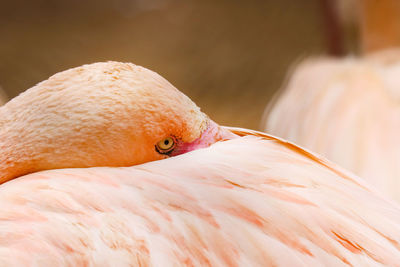 Close-up of a bird