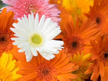 Close-up of orange flowers