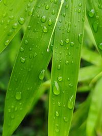 Close-up of raindrops on leaves