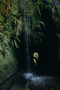 Scenic view of waterfall in forest