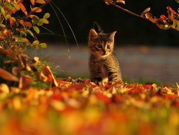 Portrait of cat on leaves during autumn