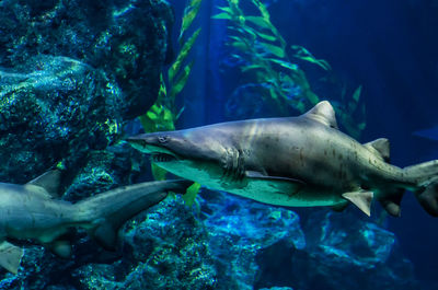 Close-up of fish swimming in sea