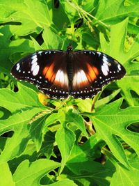 Close-up of butterfly on leaf