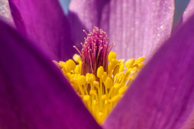 Close-up of purple crocus flower