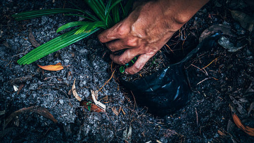 High angle view of hands holding sapling in wet field