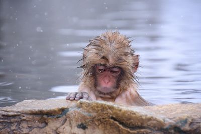 Portrait of monkey in a lake