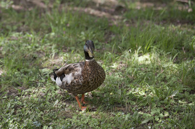 Mallard duck on field