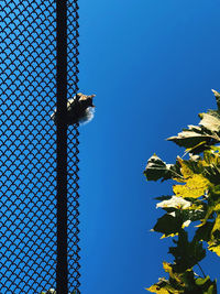 Low angle view of bird against sky