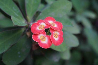 Close-up of flower blooming outdoors