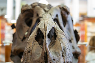 Close-up of animal skull in museum