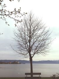 Bare trees at lakeshore