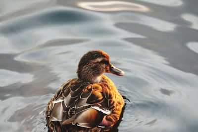 Duck swimming in a lake