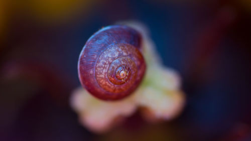 Close-up of snail on leaf