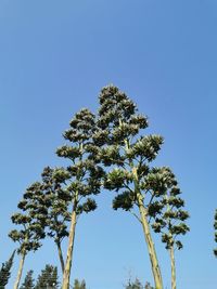 Low angle view of tree against clear blue sky