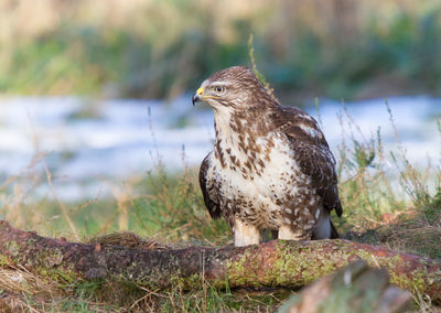 Very bright buzzard on ground in front of tree trunk in forest clearing