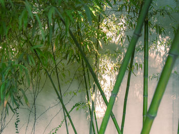 Close-up of bamboo plants