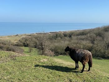 Sheep on field by sea against sky