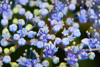 Close-up of purple flowering plants in park