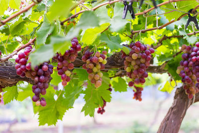 Grapes growing in vineyard