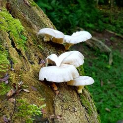 Close-up of white mushrooms growing on tree trunk