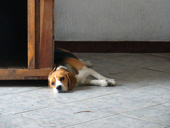 Cat sleeping on the ground