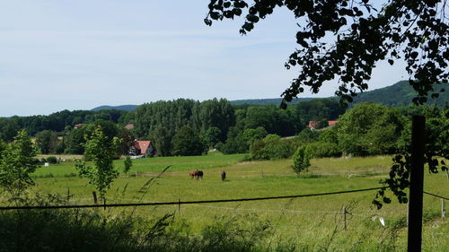 Scenic view of agricultural field against sky