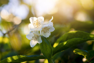 Close-up of white flowering plant