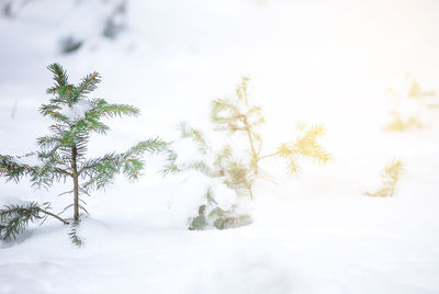 Trees on snow covered field against sky