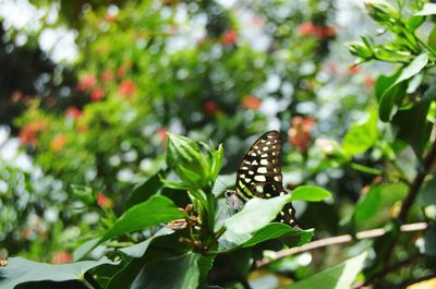 Close-up of butterfly on plant