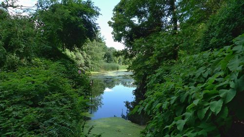 Scenic view of river amidst trees in forest against sky