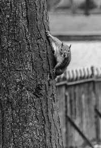 Close-up of squirrel on tree trunk