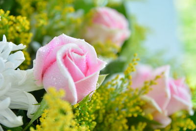 Close-up of pink rose