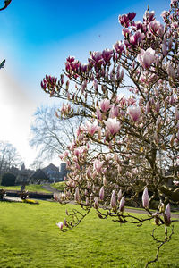 Low angle view of cherry blossoms blooming on tree