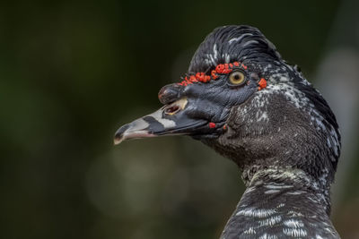 Close-up of a bird