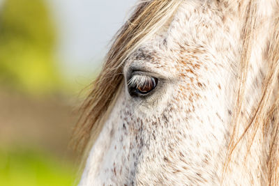 White horse, mane and eye close up photo with details.