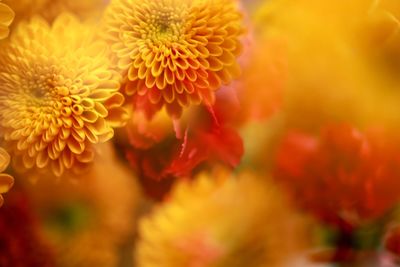 Close-up of red flowering plant