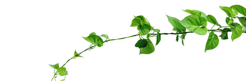 Close-up of leaves against white background