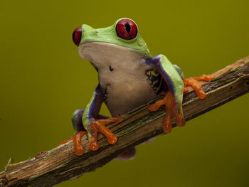 Low angle view of frog on stick