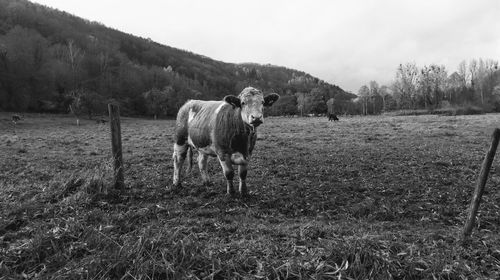 Horse standing in a field