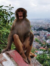 Monkey sitting on rock against sky